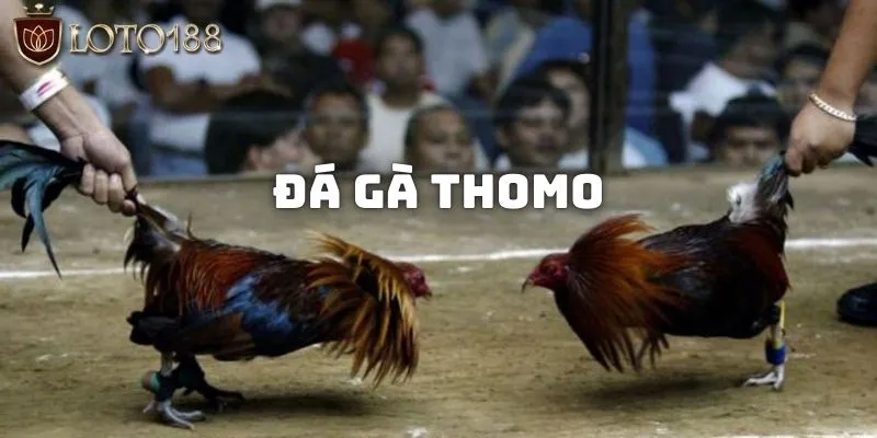 Đá gà thomo: Các hình thức theo dõi và kinh nghiệm đặt cược 1 Đá gà thomo là những giải đấu diễn ra tại Campuchia