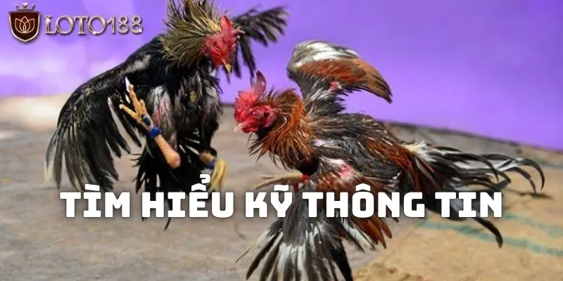 Đá gà thomo: Các hình thức theo dõi và kinh nghiệm đặt cược 2 Chất lượng hình ảnh sắc nét, mang đến trải nghiệm chân thực cho người chơi