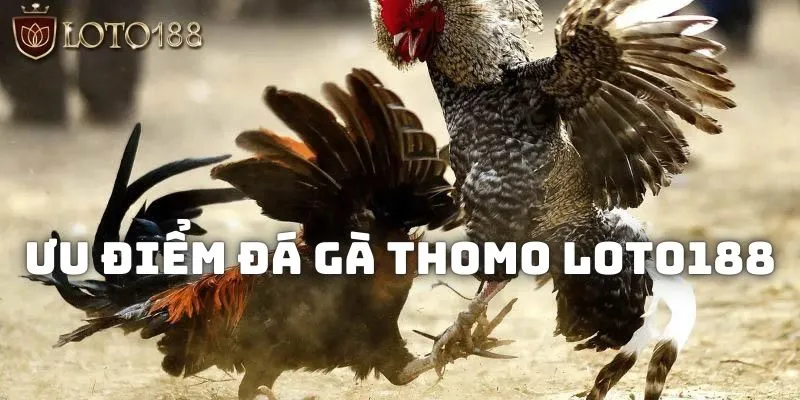 Đá gà thomo: Các hình thức theo dõi và kinh nghiệm đặt cược 3 Cần tìm hiểu kỹ về tỷ lệ thưởng khi tham gia cá cược chọi kê